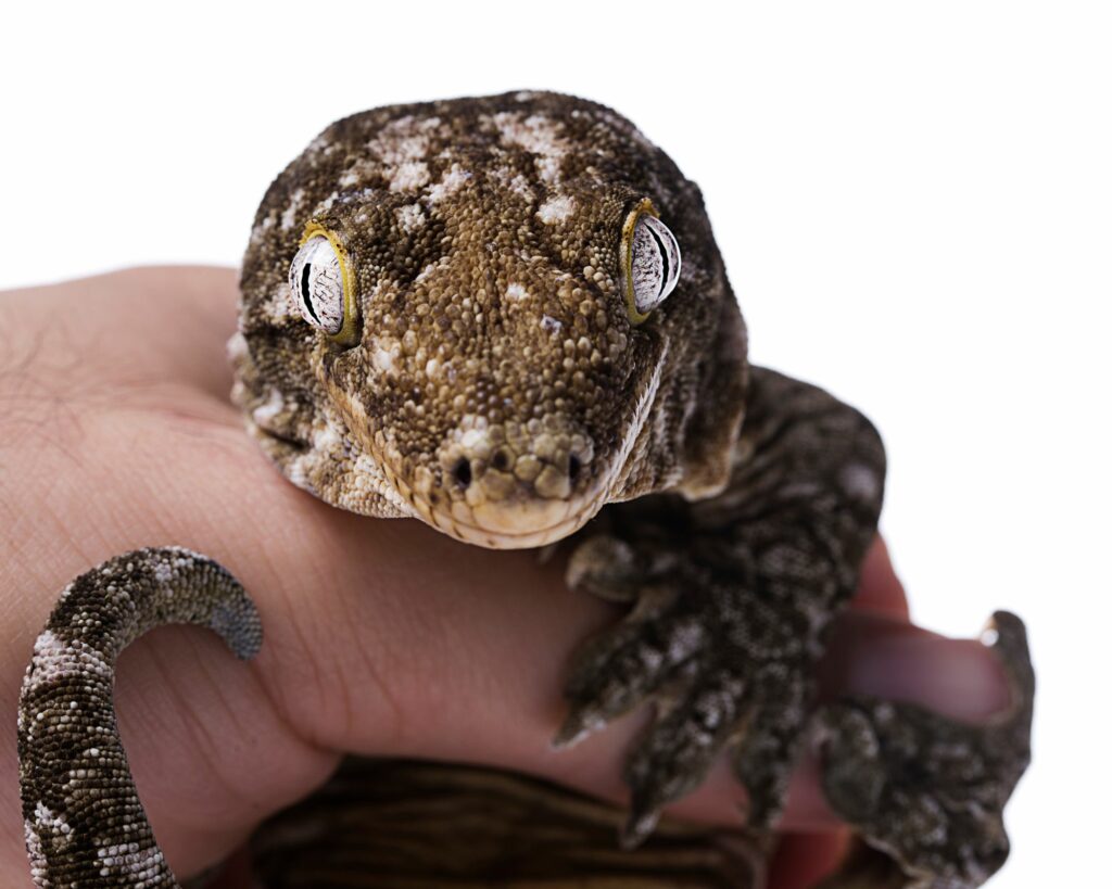 Nouvelle Calédonie, les 11 animaux emblématiques du caillou , le Gecko géant