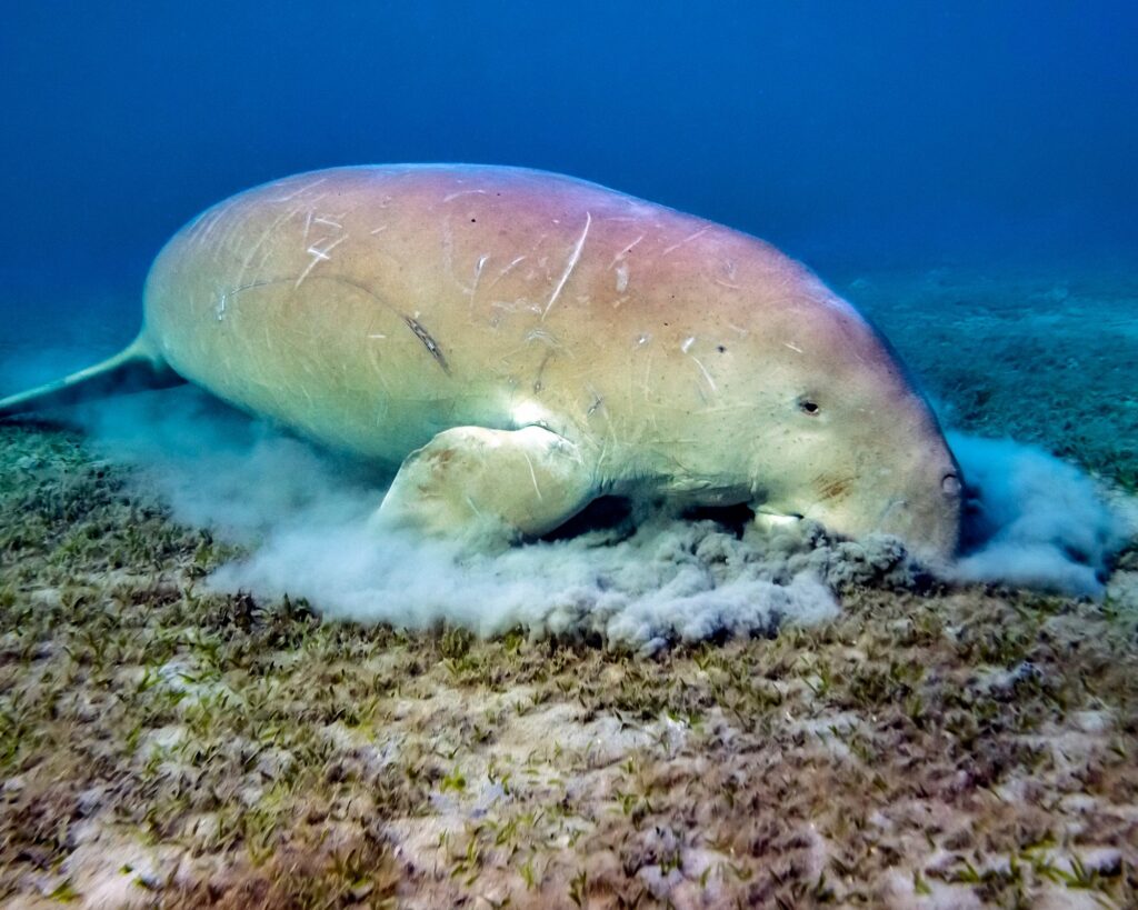 Nouvelle Calédonie, les 11 animaux emblématiques du caillou , le dugong