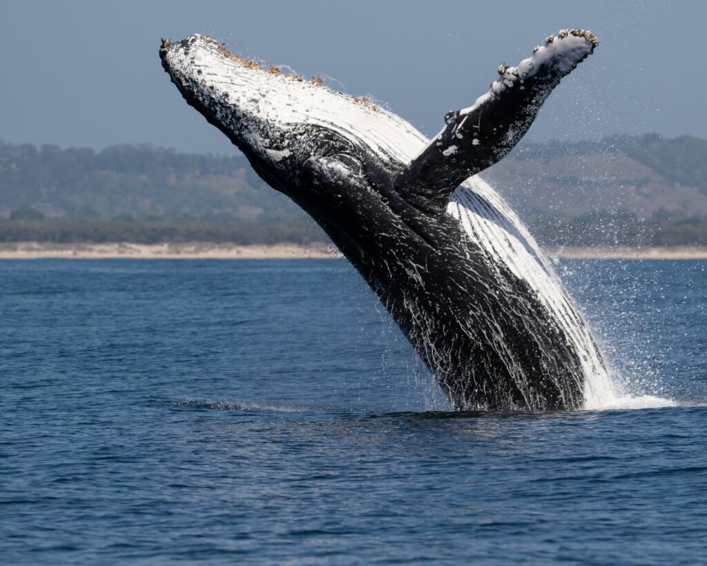 Nouvelle Calédonie, les 11 animaux emblématiques du caillou , la baleine à bosse