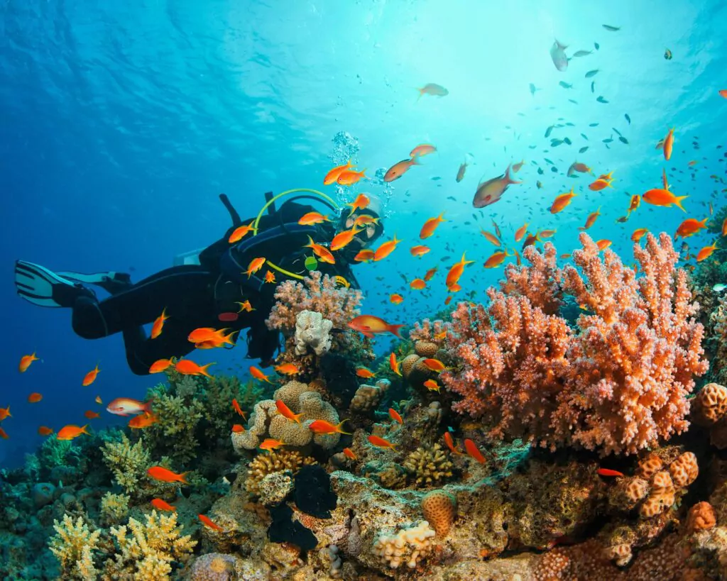 la plongée sous marine à tahiti et polynésie française